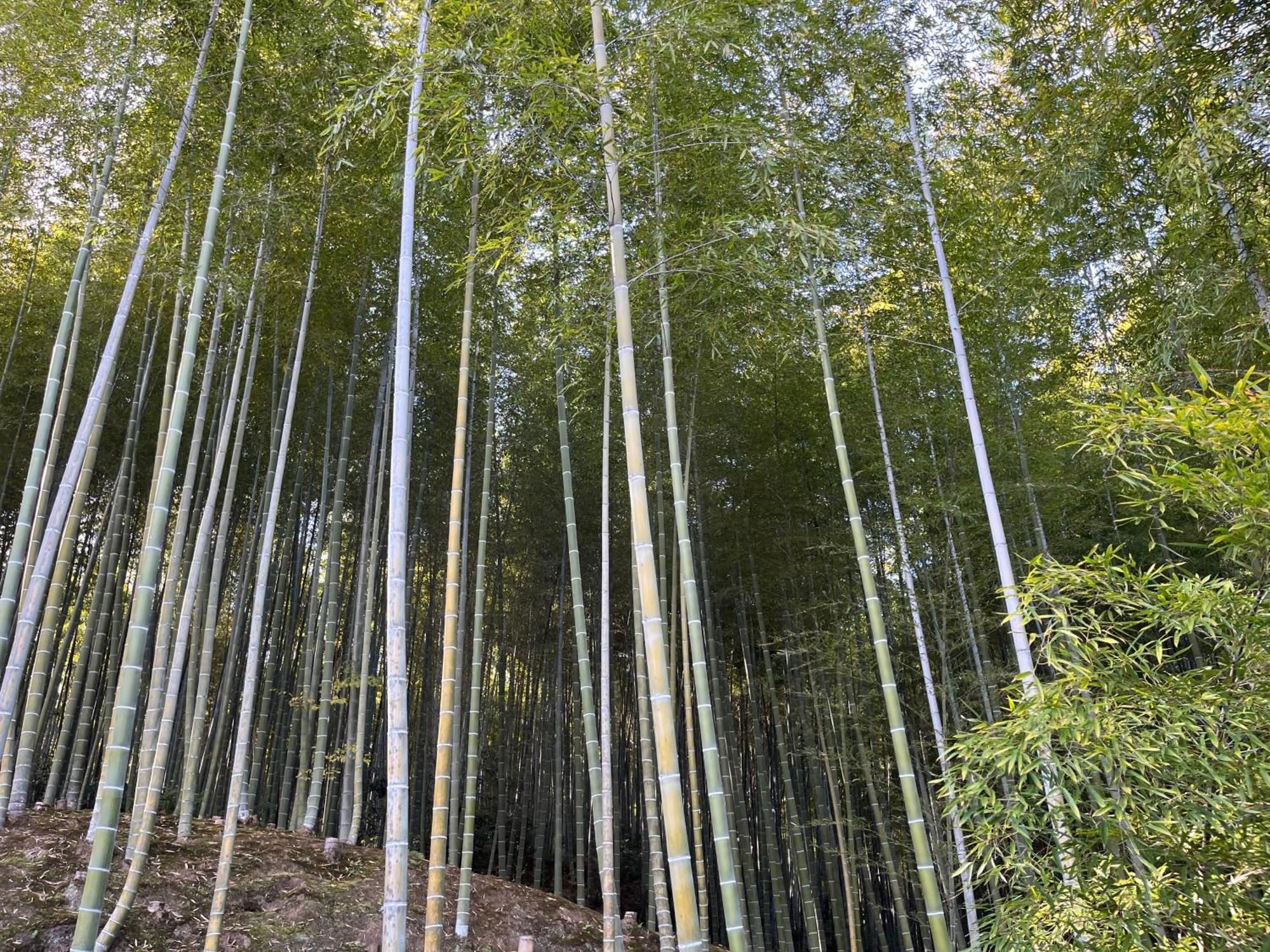 嵐山 天龍の宿 駐車無料 一棟貸切 最大5人 Dragon Legend Arashiyama Central Private Rare Modern Villa Free Parking Max 5Ppl Shimo-saga Exterior foto